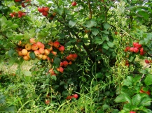 Яблочки в саду