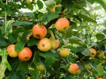 Яблочки в саду