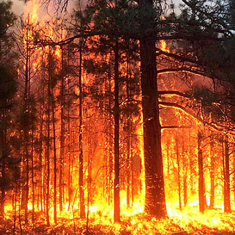 Обучение по тушению лесных пожаров